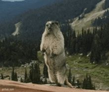 a ground squirrel is standing on its hind legs in front of a forest .