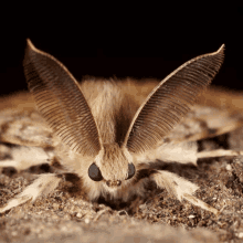 a close up of a moth with its wings open