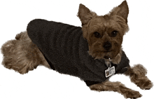 a small brown dog wearing a black sweater and a tag that says ' chris ' on it