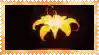 a picture of a yellow flower with a black background