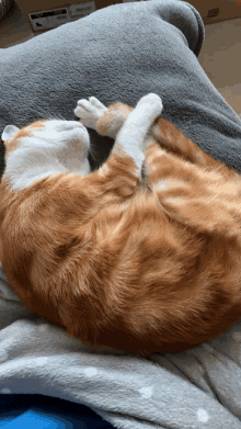 a cat is laying on its back on a couch