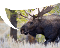 a moose with a speech bubble that says ' dreamstim ' on it