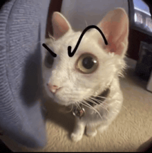 a white cat has a drawing of a v on its face