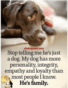 a picture of a dog with a quote from shakepaws.com on it