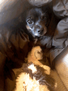 a small dog is laying on a blanket next to a stuffed animal that says ' snoopy ' on it