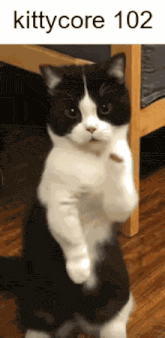 a black and white cat standing on its hind legs with the words kittycore 102 below it