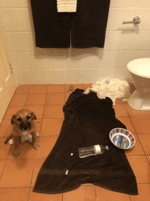 a dog is laying on a towel next to a bowl and a bottle of water