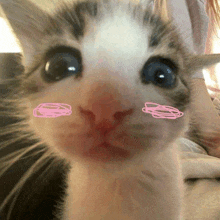 a close up of a kitten 's face with a pink sticker on it 's nose .