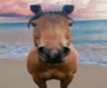 a horse is standing on a beach looking at the camera with a blurred background .