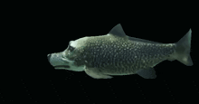 a fish with a dog 's head is swimming in the water