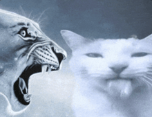 a lion and a white cat are looking at each other with their mouths open