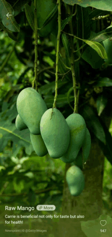 a bunch of green mangoes hanging from a tree with the words raw mango on the bottom