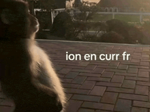 a cat standing on a brick walkway with the words " ion en curr fr " written on the bottom