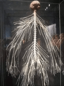 a skeleton of a person with a brain and spine