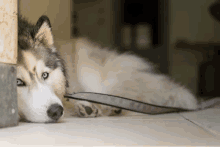 a husky dog is laying on the floor with its head on a leash