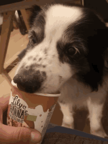 a black and white dog licking a cup of lily 's hanna 's ice cream