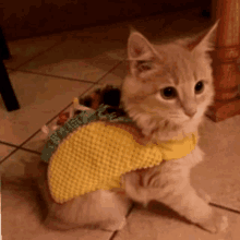 a cat is dressed as a taco and is sitting on the floor