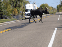 a moose crosses a road in front of a white truck that says ex