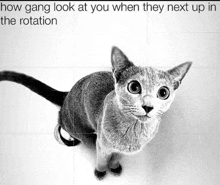 a black and white photo of a cat with a caption that says how gang look at you when they next up in the rotation .