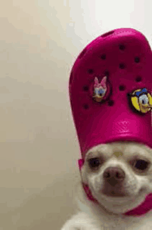 a small white dog is wearing a pink croc hat with donald duck and daisy duck pins .