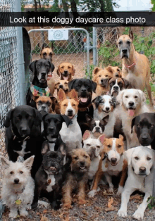 a bunch of dogs are posing for a picture and the caption says look at this doggy daycare class photo