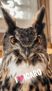 a close up of an owl with the words i love icaro on its face