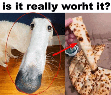 a picture of a dog next to a picture of a pizza with the question is it really worth it