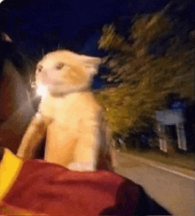 a cat is sitting on a person 's shoulder in a car at night .