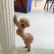 a small brown dog leaning on a white pillar