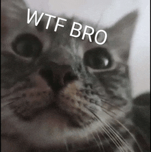 a close up of a cat 's face with the words wtf bro written above it