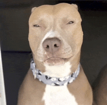 a brown and white dog wearing a blue and white collar looks at the camera with its eyes closed