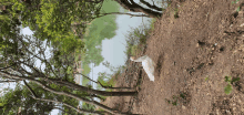 a white bird is standing on a dirt path next to a body of water