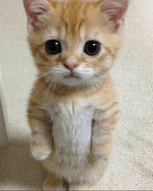 an orange and white kitten standing on its hind legs