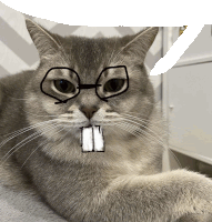 a cat wearing glasses has a drawing of a beaver on its face