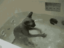 a cat is taking a bath in a bathtub with a sign on the wall that says " no pets "