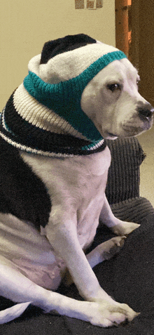 a white dog wearing a black and white sweater and a blue and white hat