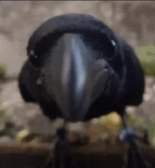 a black bird with a long beak is looking at the camera .