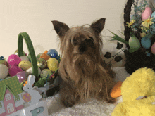 a small dog is sitting in front of an easter basket with eggs