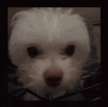 a small white dog is looking at the camera with a black background