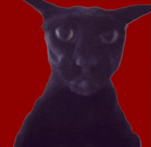 a black cat against a red background looks at the camera