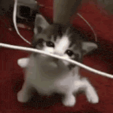 a kitten is playing with a wire on a red blanket .