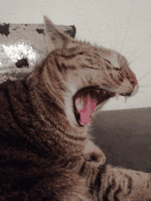 a cat is yawning with its mouth open