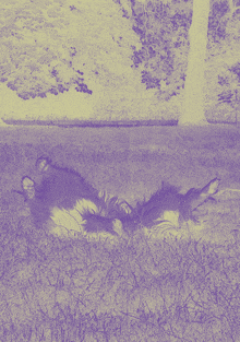 a dog laying on its back in the grass