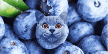 a cat made out of blueberries with a green leaf in the background