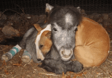 a dog and a donkey are laying on the ground together