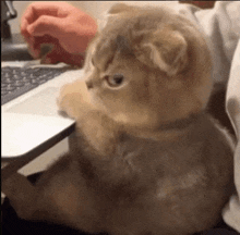 a cat is sitting on a person 's lap and looking at a laptop .