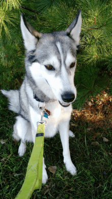 a husky dog is sitting in the grass with a green leash around its neck