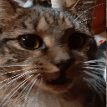 a close up of a cat 's face with a blurred background