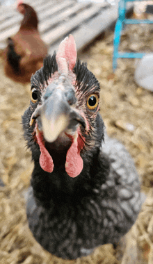 a close up of a chicken 's face looking at the camera