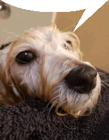 a close up of a dog with a speech bubble above its head